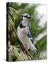 Blue Jay-Gary Carter-Stretched Canvas