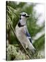 Blue Jay-Gary Carter-Stretched Canvas