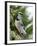 Blue Jay-Gary Carter-Framed Premium Photographic Print