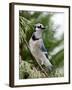 Blue Jay-Gary Carter-Framed Premium Photographic Print