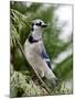 Blue Jay-Gary Carter-Mounted Premium Photographic Print