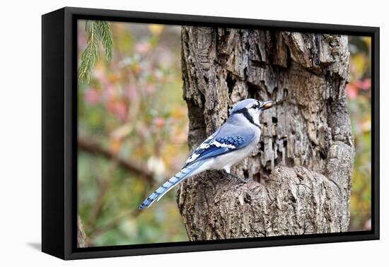 Blue Jay-Gary Carter-Framed Stretched Canvas