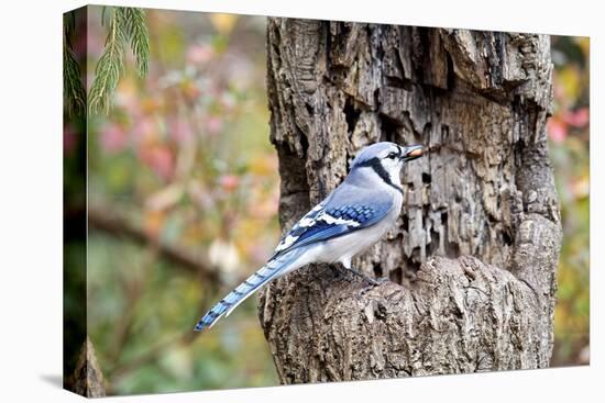 Blue Jay-Gary Carter-Stretched Canvas