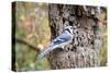 Blue Jay-Gary Carter-Stretched Canvas