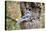 Blue Jay-Gary Carter-Stretched Canvas