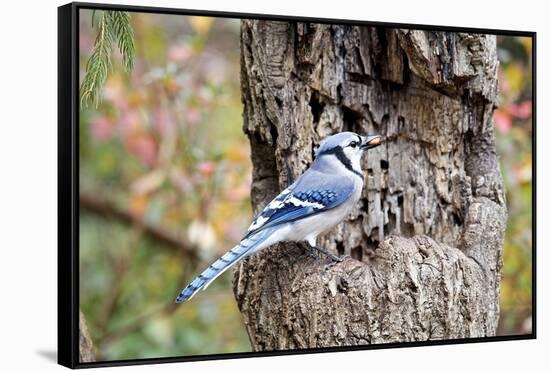 Blue Jay-Gary Carter-Framed Stretched Canvas