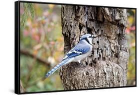 Blue Jay-Gary Carter-Framed Stretched Canvas