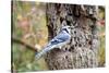 Blue Jay-Gary Carter-Stretched Canvas