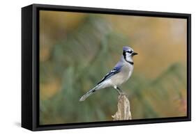 Blue Jay-Gary Carter-Framed Stretched Canvas