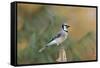 Blue Jay-Gary Carter-Framed Stretched Canvas