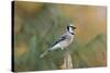 Blue Jay-Gary Carter-Stretched Canvas