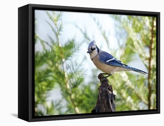 Blue Jay-Gary Carter-Framed Stretched Canvas