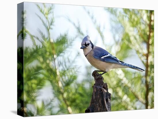 Blue Jay-Gary Carter-Stretched Canvas