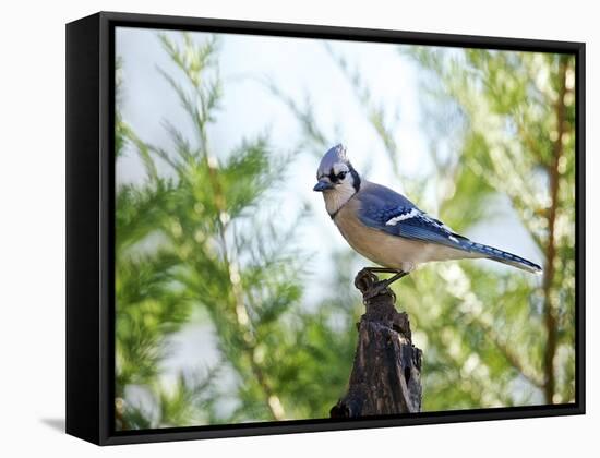 Blue Jay-Gary Carter-Framed Stretched Canvas