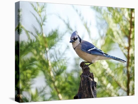 Blue Jay-Gary Carter-Stretched Canvas