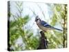 Blue Jay-Gary Carter-Stretched Canvas