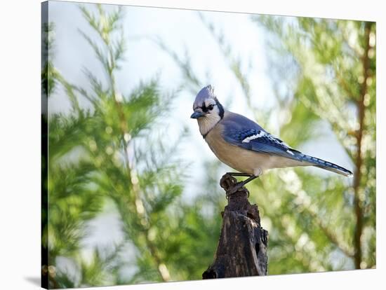 Blue Jay-Gary Carter-Stretched Canvas