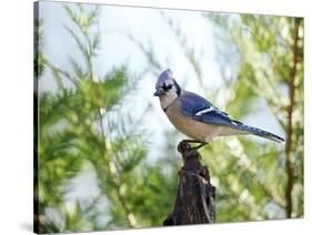 Blue Jay-Gary Carter-Stretched Canvas