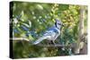 Blue Jay-Gary Carter-Stretched Canvas