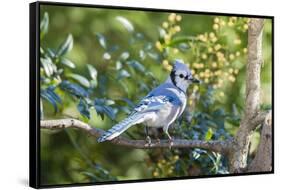 Blue Jay-Gary Carter-Framed Stretched Canvas