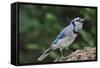 Blue Jay-Gary Carter-Framed Stretched Canvas