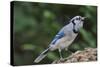 Blue Jay-Gary Carter-Stretched Canvas