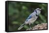 Blue Jay-Gary Carter-Framed Stretched Canvas