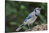 Blue Jay-Gary Carter-Stretched Canvas