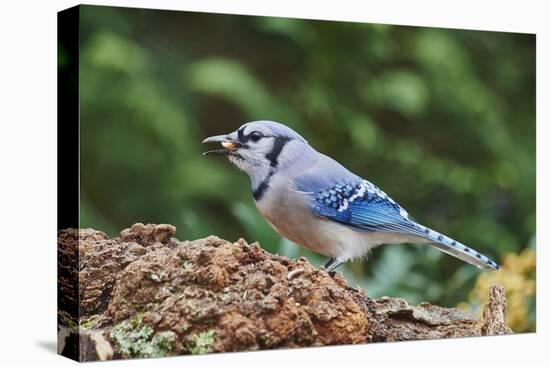 Blue Jay-Gary Carter-Stretched Canvas