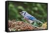 Blue Jay-Gary Carter-Framed Stretched Canvas