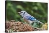 Blue Jay-Gary Carter-Stretched Canvas