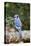 Blue Jay-Gary Carter-Stretched Canvas