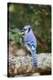 Blue Jay-Gary Carter-Stretched Canvas