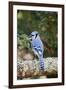 Blue Jay-Gary Carter-Framed Premium Photographic Print