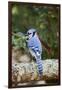 Blue Jay-Gary Carter-Framed Premium Photographic Print