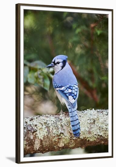 Blue Jay-Gary Carter-Framed Premium Photographic Print