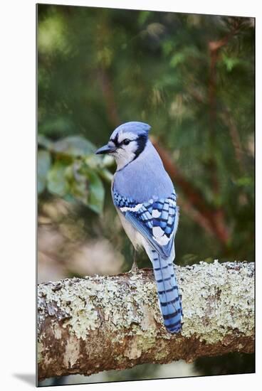 Blue Jay-Gary Carter-Mounted Premium Photographic Print