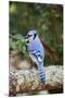Blue Jay-Gary Carter-Mounted Premium Photographic Print