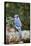 Blue Jay-Gary Carter-Framed Stretched Canvas