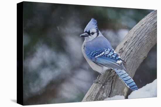 Blue Jay-Gary Carter-Stretched Canvas