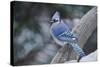 Blue Jay-Gary Carter-Stretched Canvas