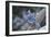 Blue Jay-Gary Carter-Framed Premium Photographic Print