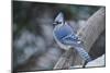 Blue Jay-Gary Carter-Mounted Premium Photographic Print