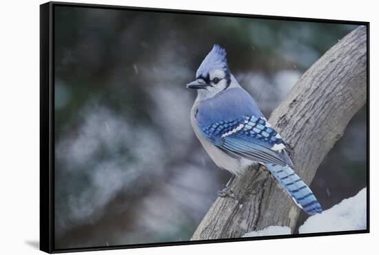 Blue Jay-Gary Carter-Framed Stretched Canvas