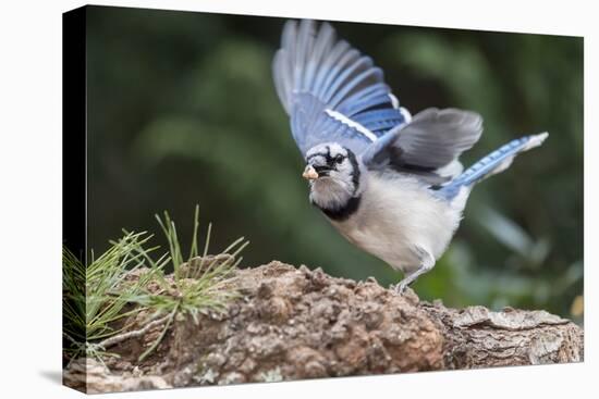 Blue Jay-Gary Carter-Stretched Canvas