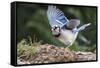 Blue Jay-Gary Carter-Framed Stretched Canvas