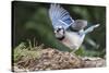 Blue Jay-Gary Carter-Stretched Canvas