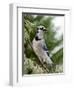 Blue Jay-Gary Carter-Framed Premium Photographic Print