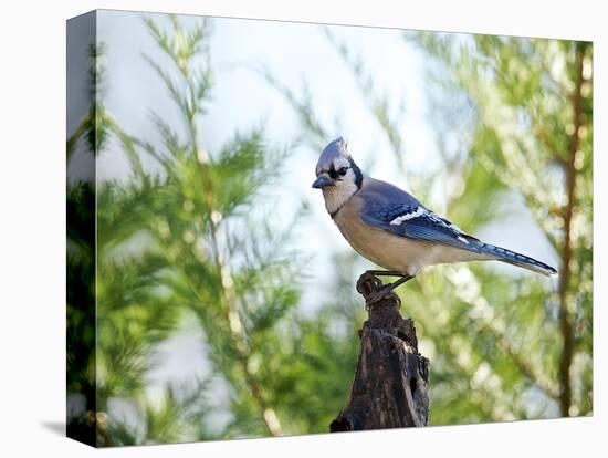 Blue Jay-Gary Carter-Stretched Canvas