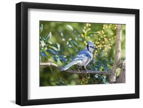 Blue Jay-Gary Carter-Framed Premium Photographic Print